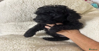 Cockapoo dogs - Advert 12