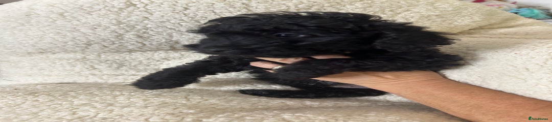 Cockapoo Puppy 1
