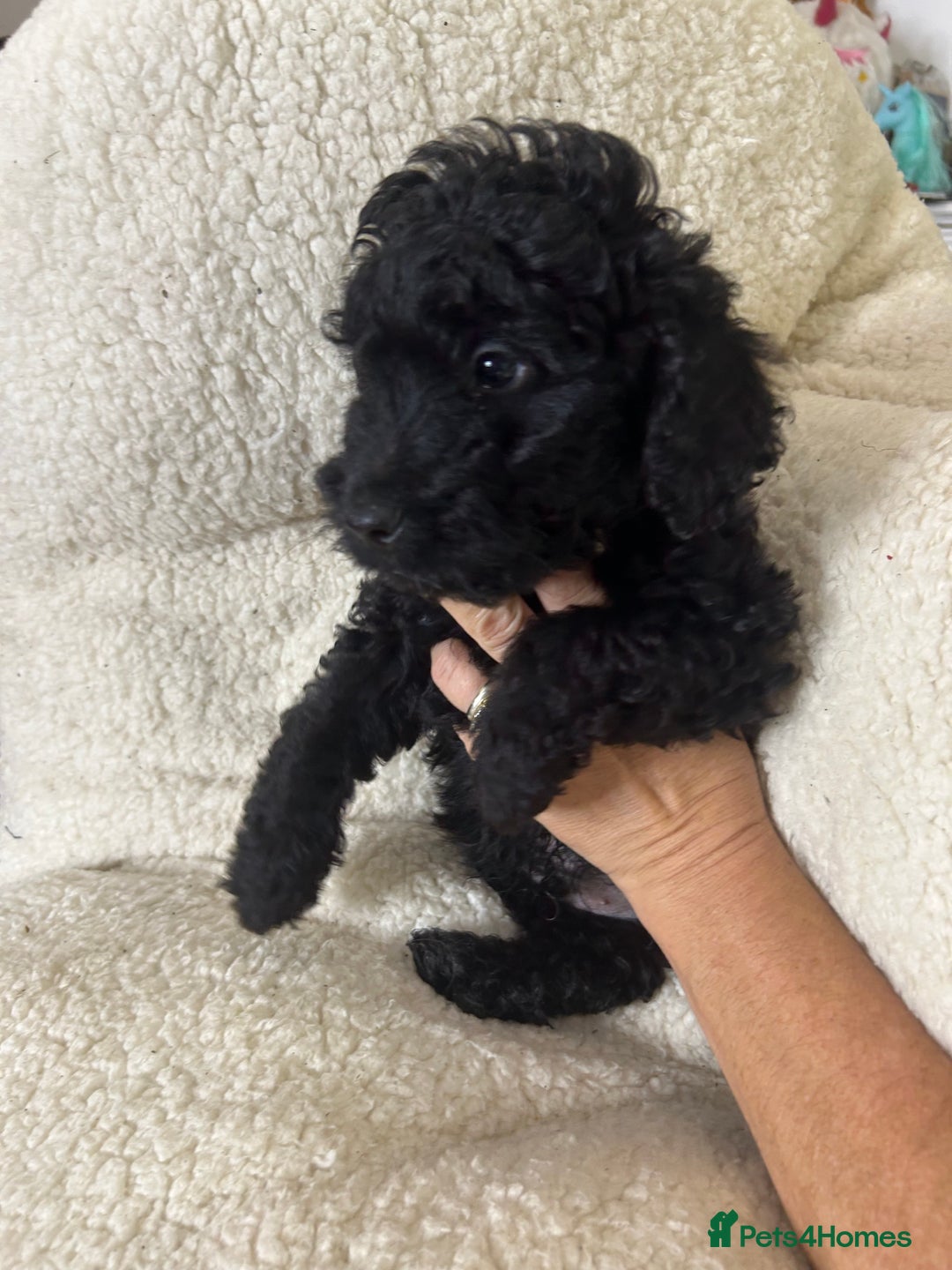Cockapoo dogs for sale: ONLY 2  LEFT OUTSTANDING TINY MINITURE COCKAPOOS  - Image 2