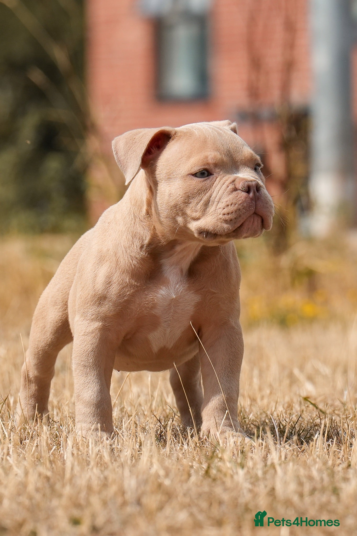 American Bully dogs Micro  Exotic  bullies - Advert 1