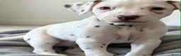 Dalmatian dogs for sale: Dalmation Puppies - Advert 13