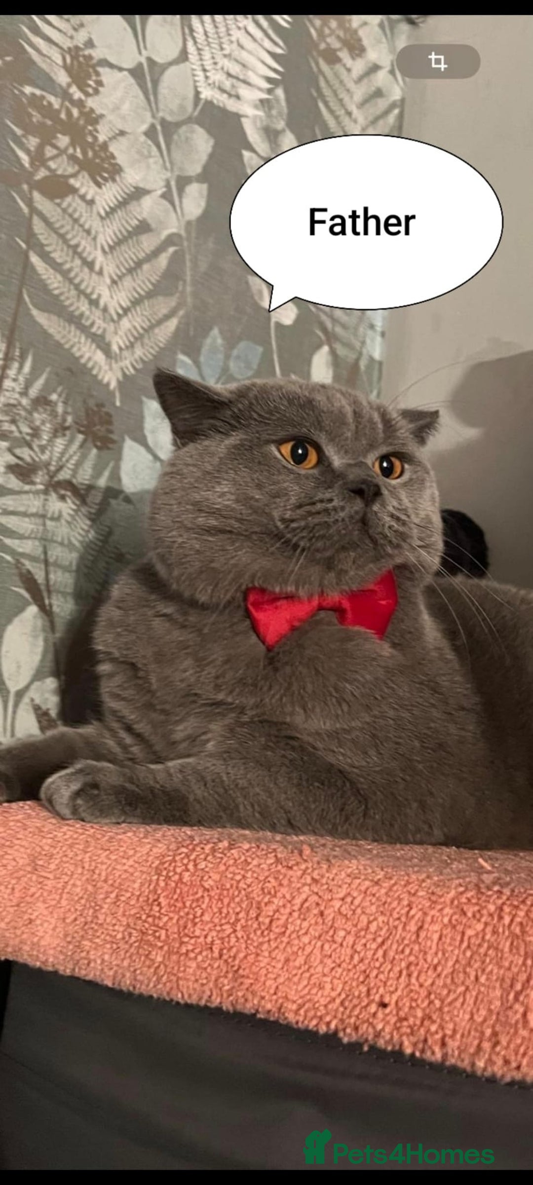 British Shorthair cats for sale: British Shorthair Blue-Grey Girl Kitten - Advert 8