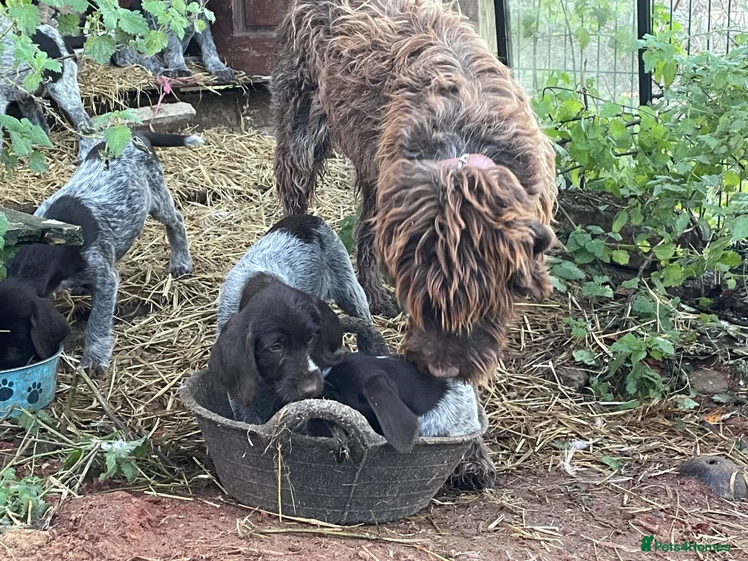 Mixed Breed dogs for sale: 13 weeks old one girl left  - Advert 1