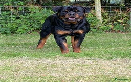 Rottweiler dogs for stud: ROTTWEILER AVAILABLE FOR STUD  - Image 3