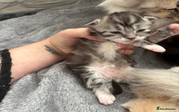 Maine Coon cats for sale: 3 beautiful Maine coon babies READY NOVEMBER - Image 8