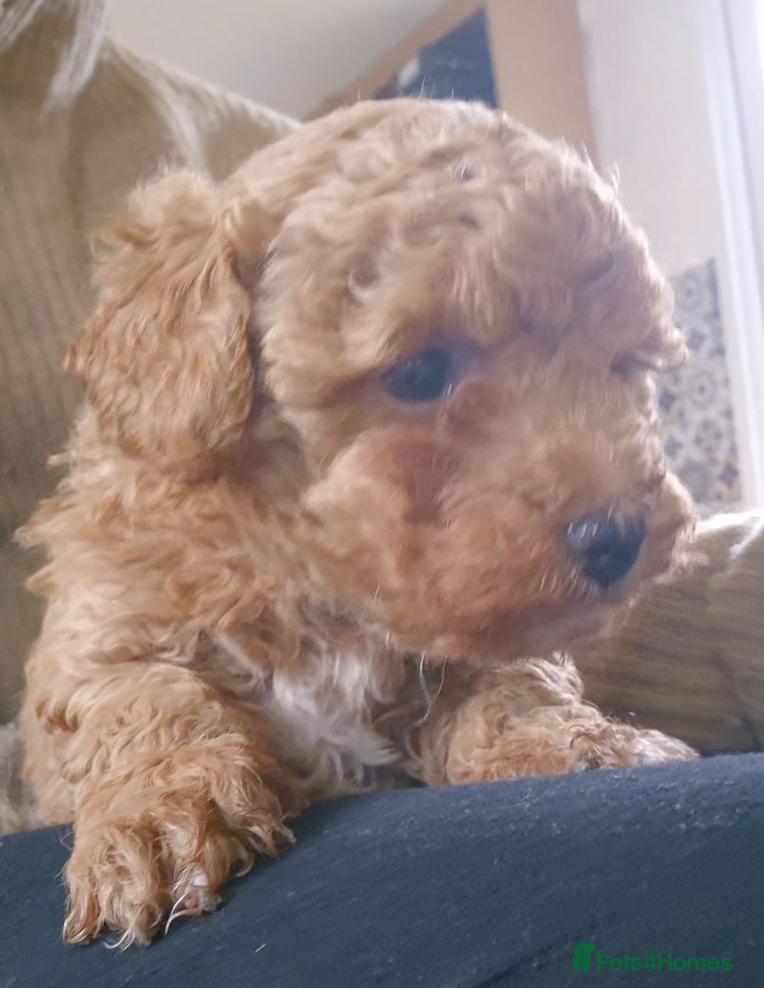 Maltipoo dogs Maltipoo female ready to go - Advert 8