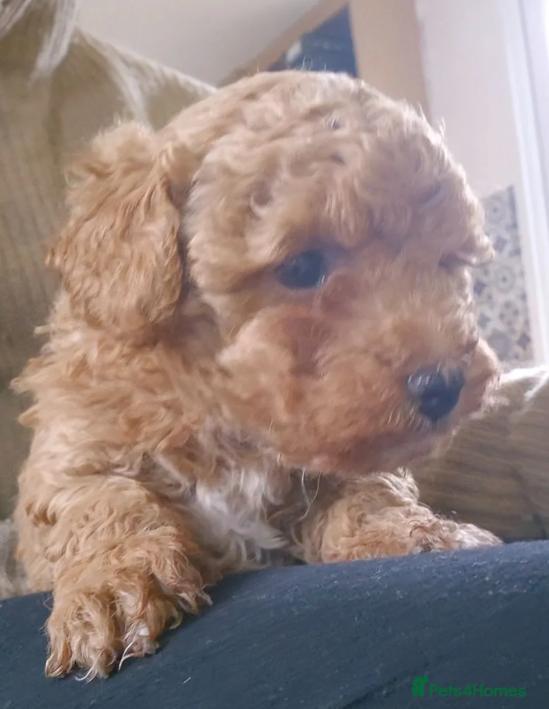 Maltipoo dogs for sale: Maltipoo female ready to go - Advert 1