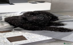 Shihpoo dogs for sale: Toy f1bb shipoo - Image 2