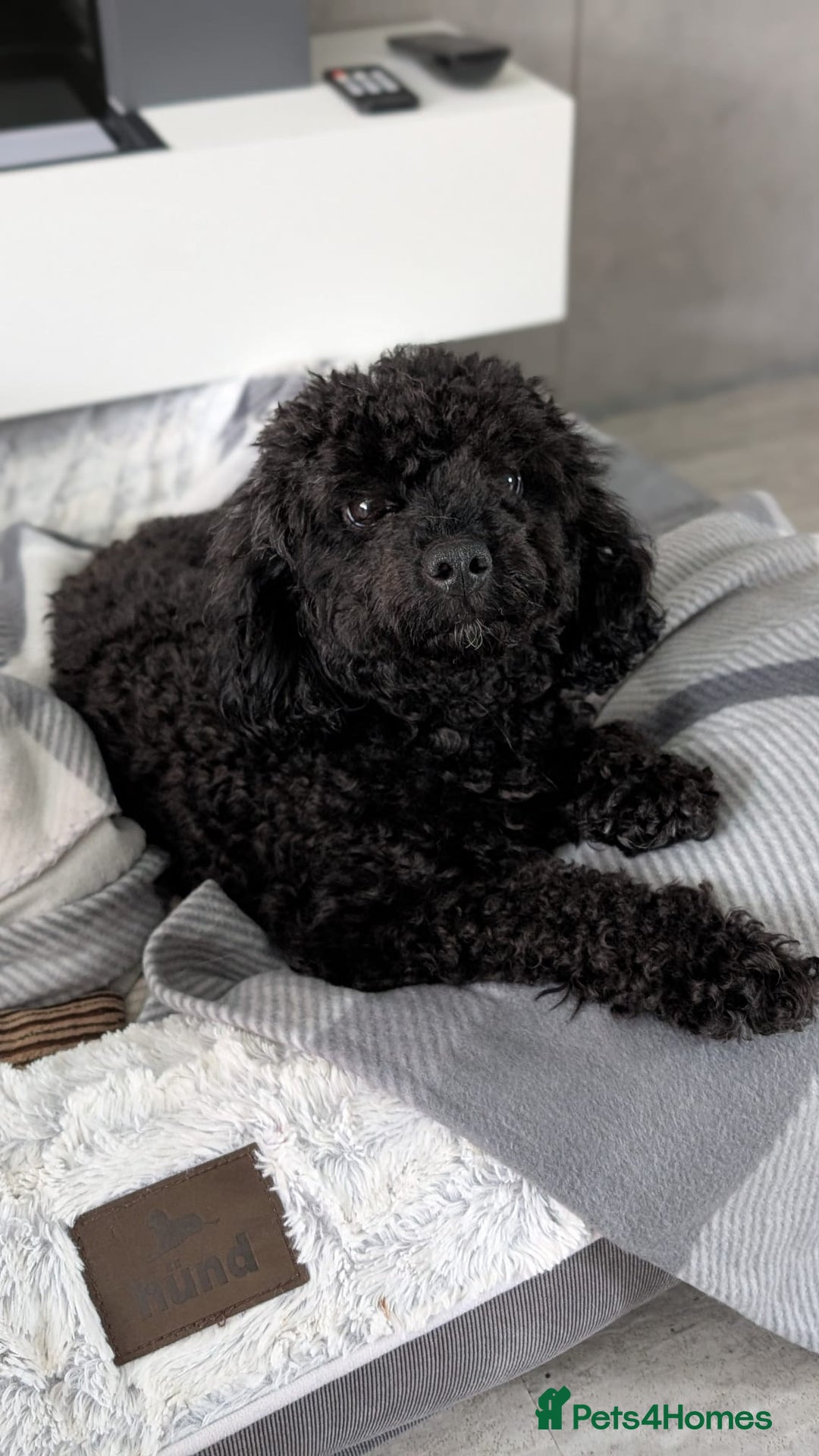 Shihpoo dogs for sale: Toy f1bb shipoo - Image 2
