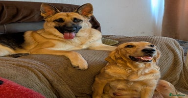 Mixed Breed dogs - Advert 3