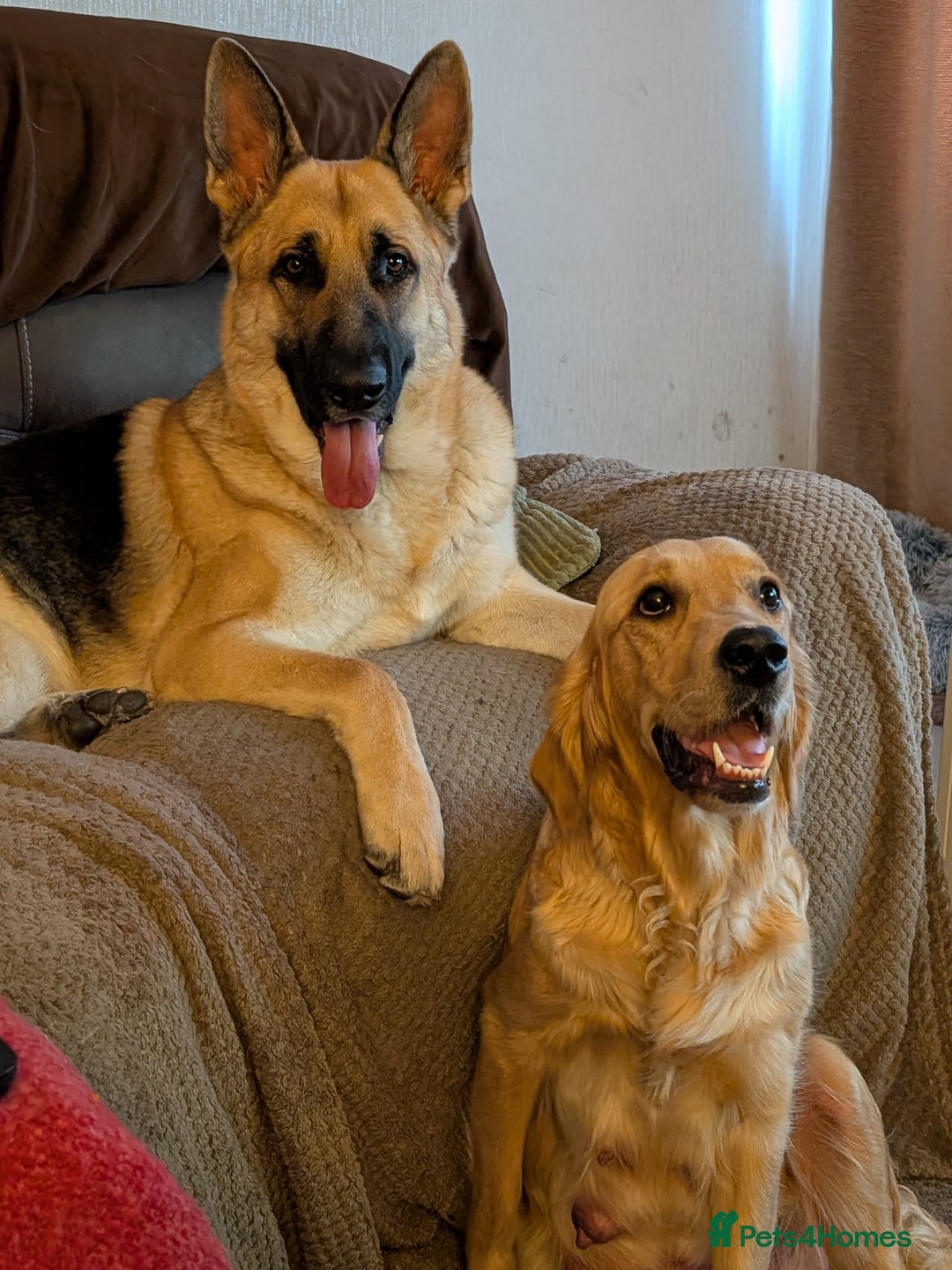 Mixed Breed dogs for sale: Golden Shepherd Puppies  - Image 10