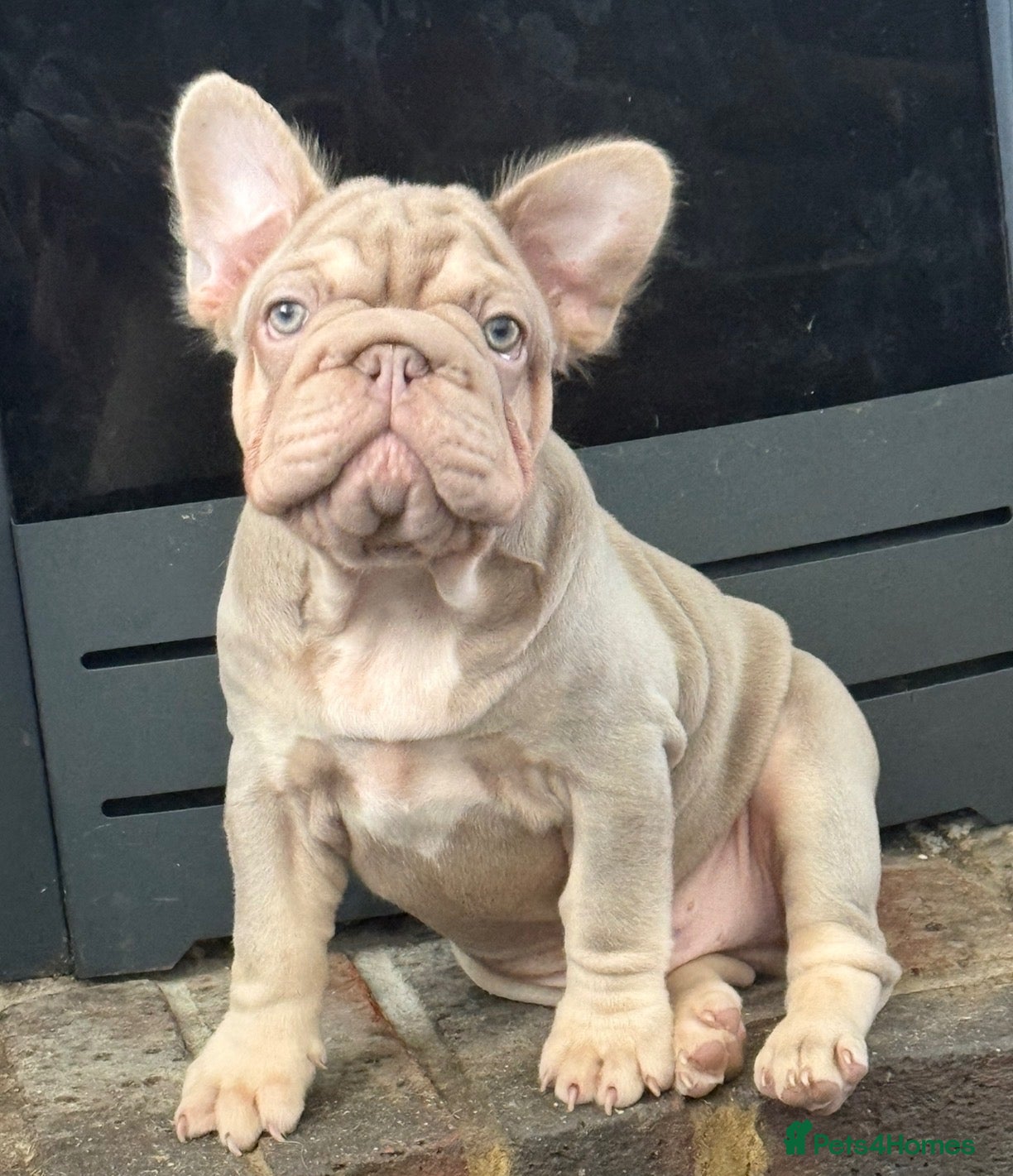French Bulldog dogs Ready to go! Top quality French bulldogs  - Advert 5