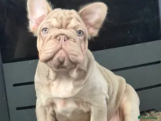 French Bulldog dogs Ready to go! Top quality French bulldogs - Advert 5