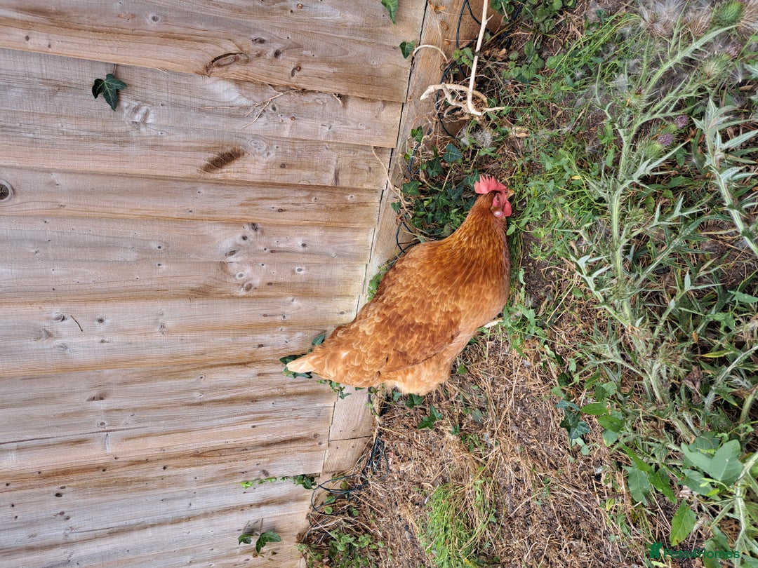 Chickens poultry for sale: Healthy, Happy ISA Brown Hen - Image 4