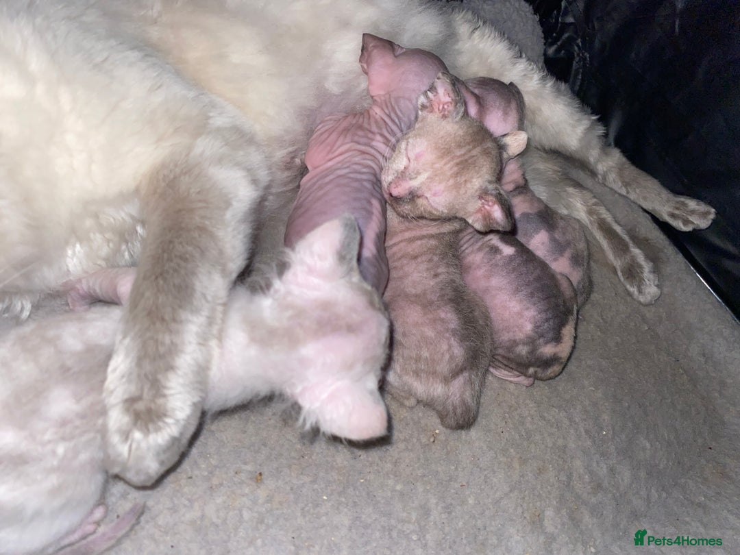 Sphynx cats for sale: Truly unique sphinx kittens 😍🥰🥰 - Advert 11