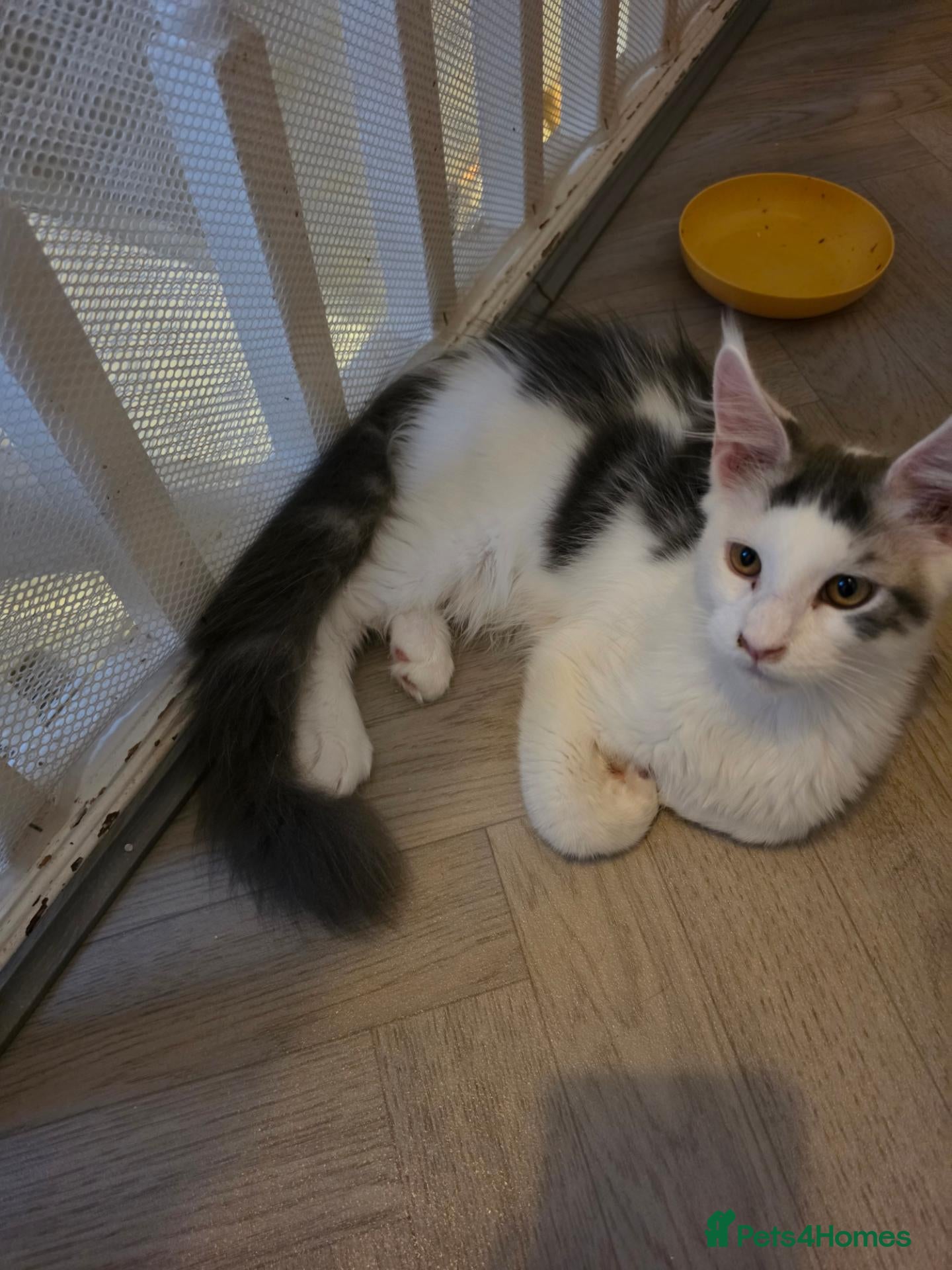 Maine Coon cats TICA REGISTERED STUNNING KITTENS  - Advert 5