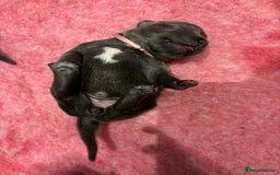 Staffordshire Bull Terrier dogs for sale: BEAUTIFUL BLUE STAFFY PUPPYS FOR SALE!!! - Image 7