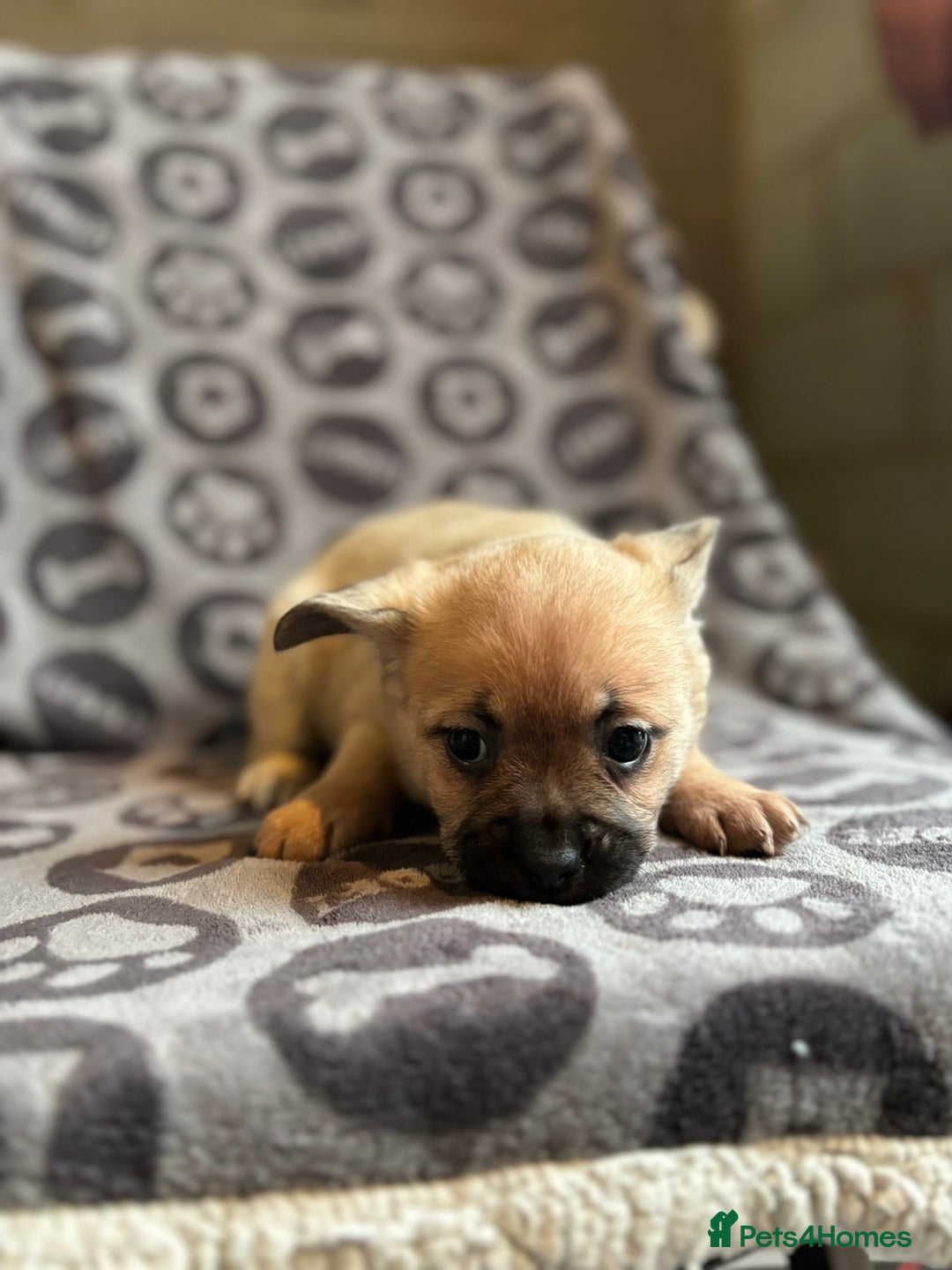 Mixed Breed dogs for sale: Beautiful litter of four puppies cross bread  - Advert 6