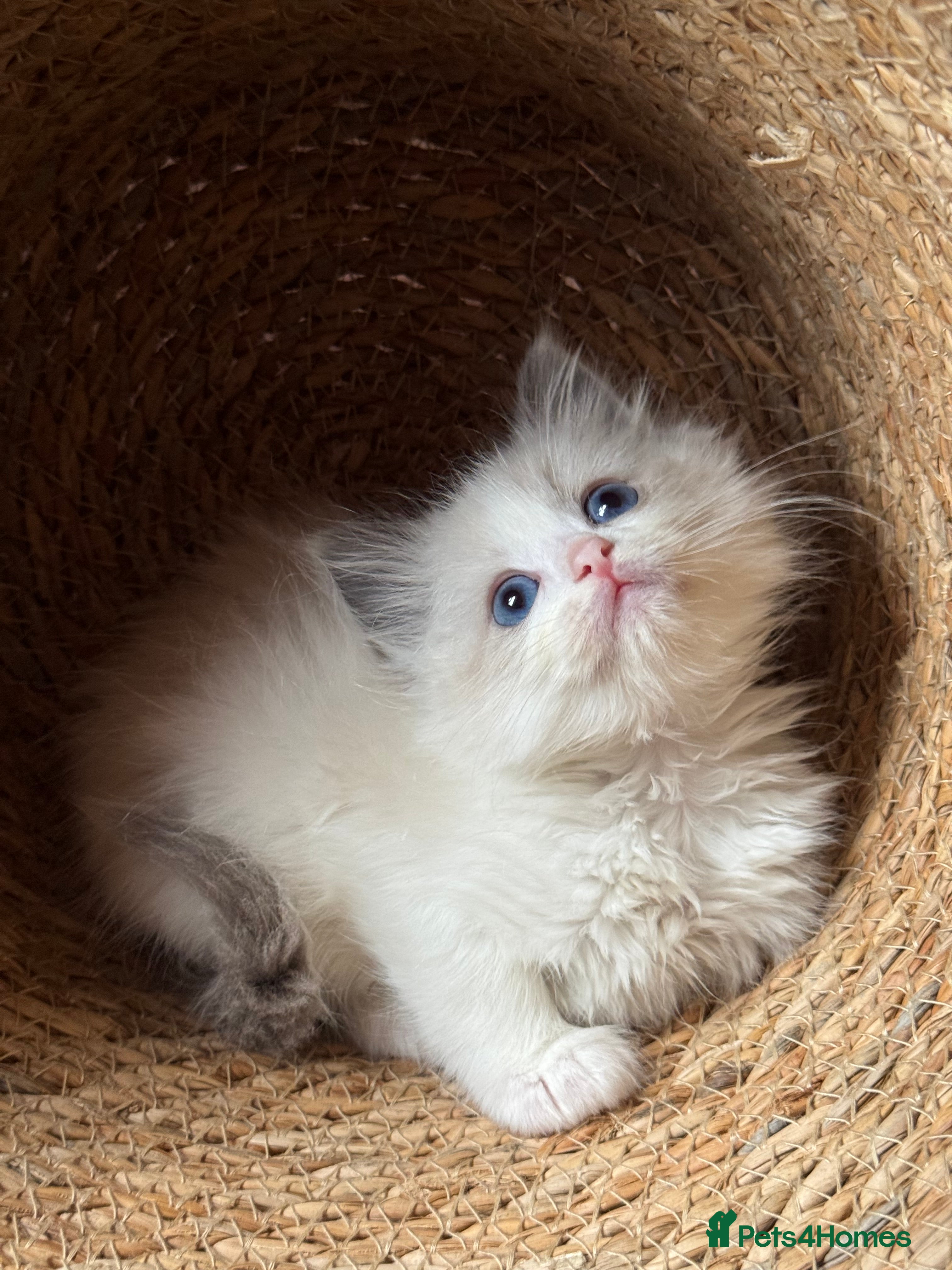 Ragdoll cats Ragdoll kittens bi color - Advert 13