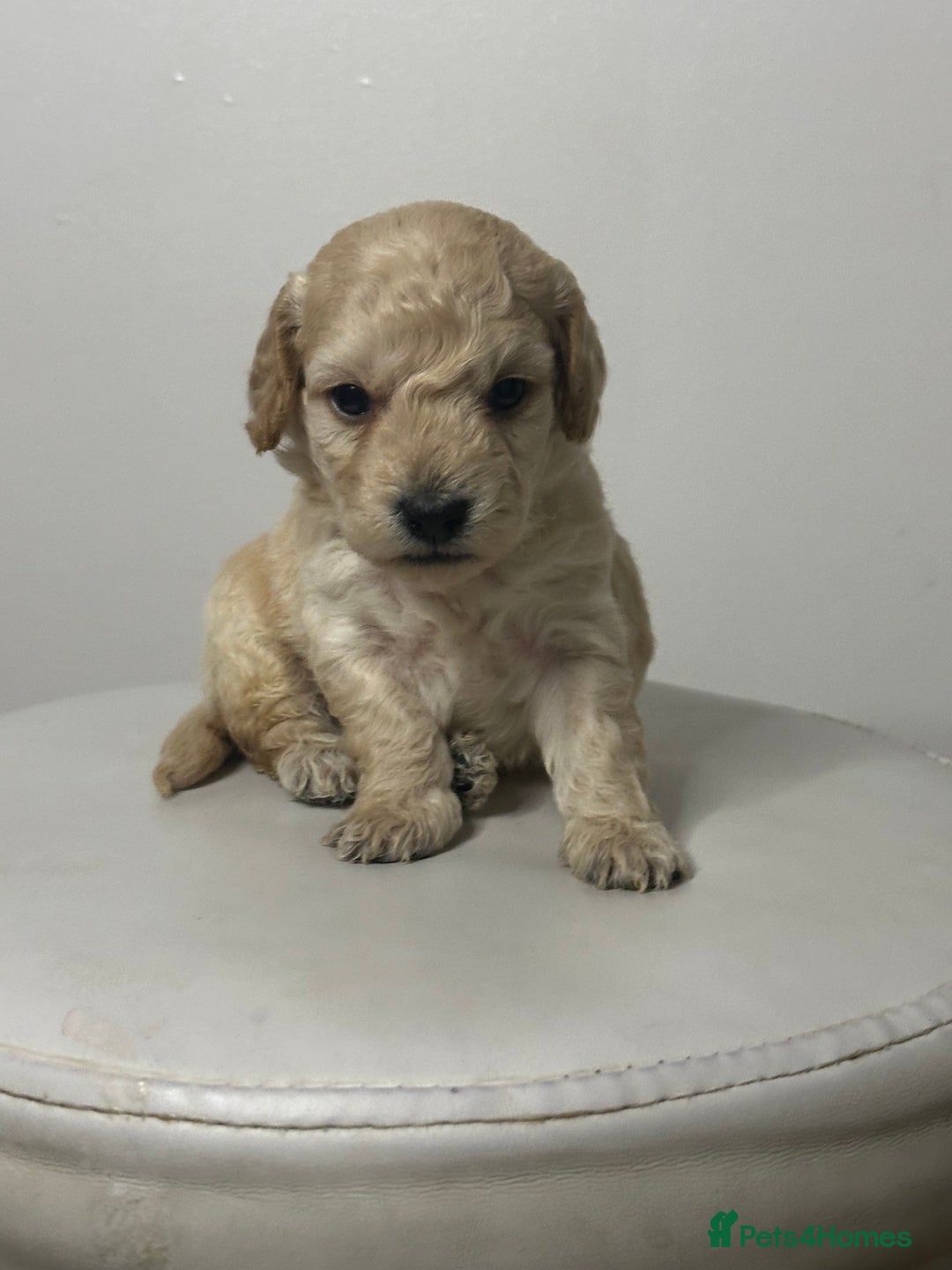 Cockapoo dogs for sale: Brown beautiful cockapoo puppies for sale! - Advert 4