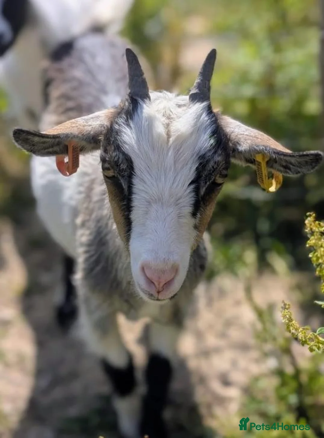 Goats livestock for sale: 5X Pygmy goats  - Advert 5