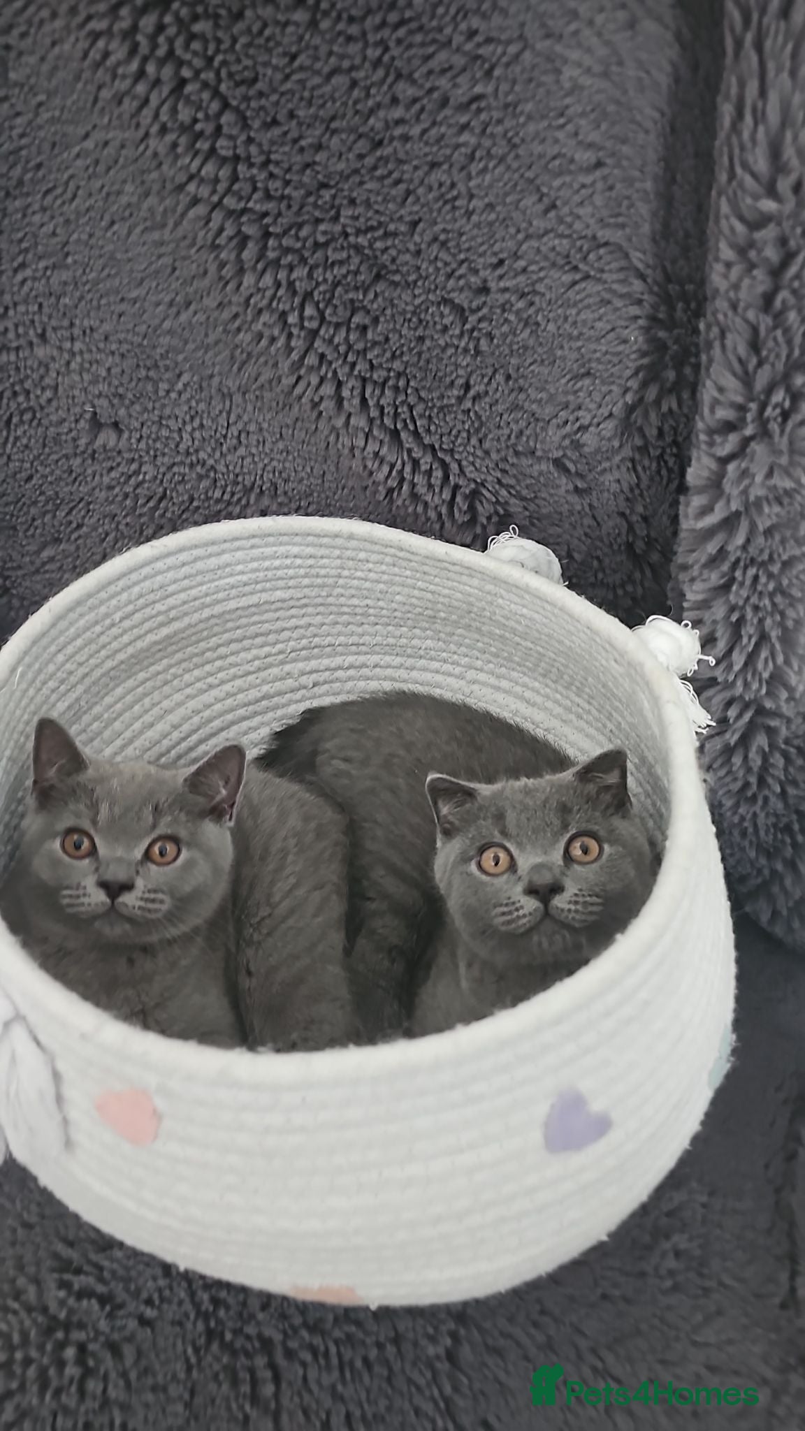 Scottish Fold cats READY TO LEAVE NOW! 2 Scottish Fold Kittens - Advert 2