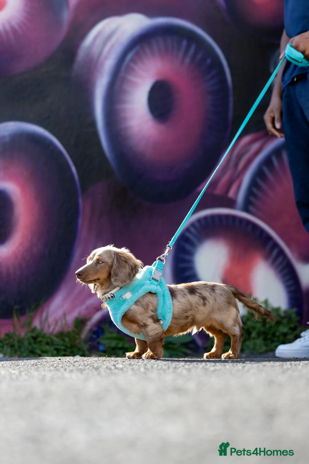 Miniature Dachshund dogs for stud: Chocolate Dapple mini dachshund stud  - Advert 7