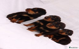 Rottweiler dogs for sale: Rottweiler puppy  - Image 9