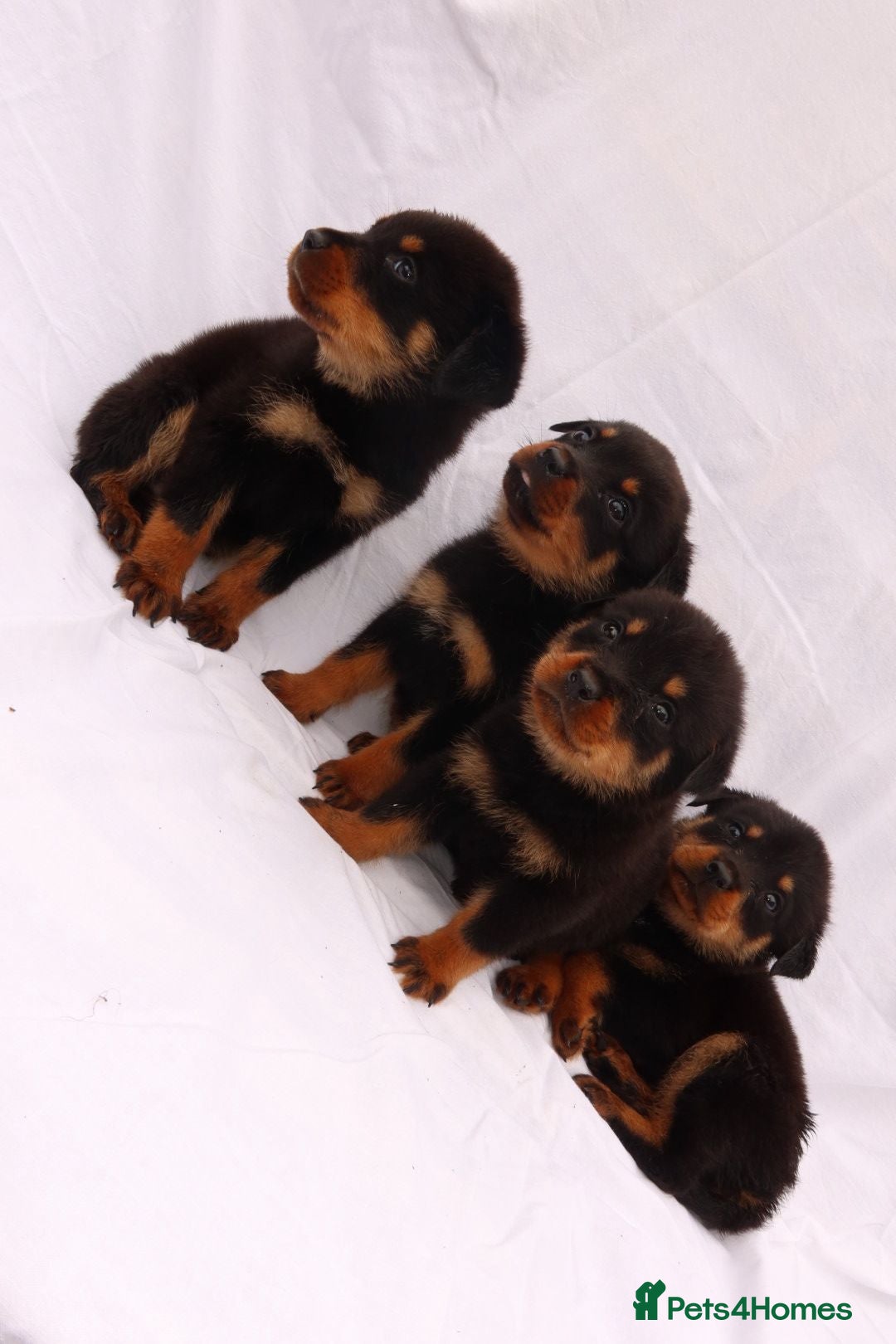 Rottweiler dogs for sale: Rottweiler puppy  - Image 9
