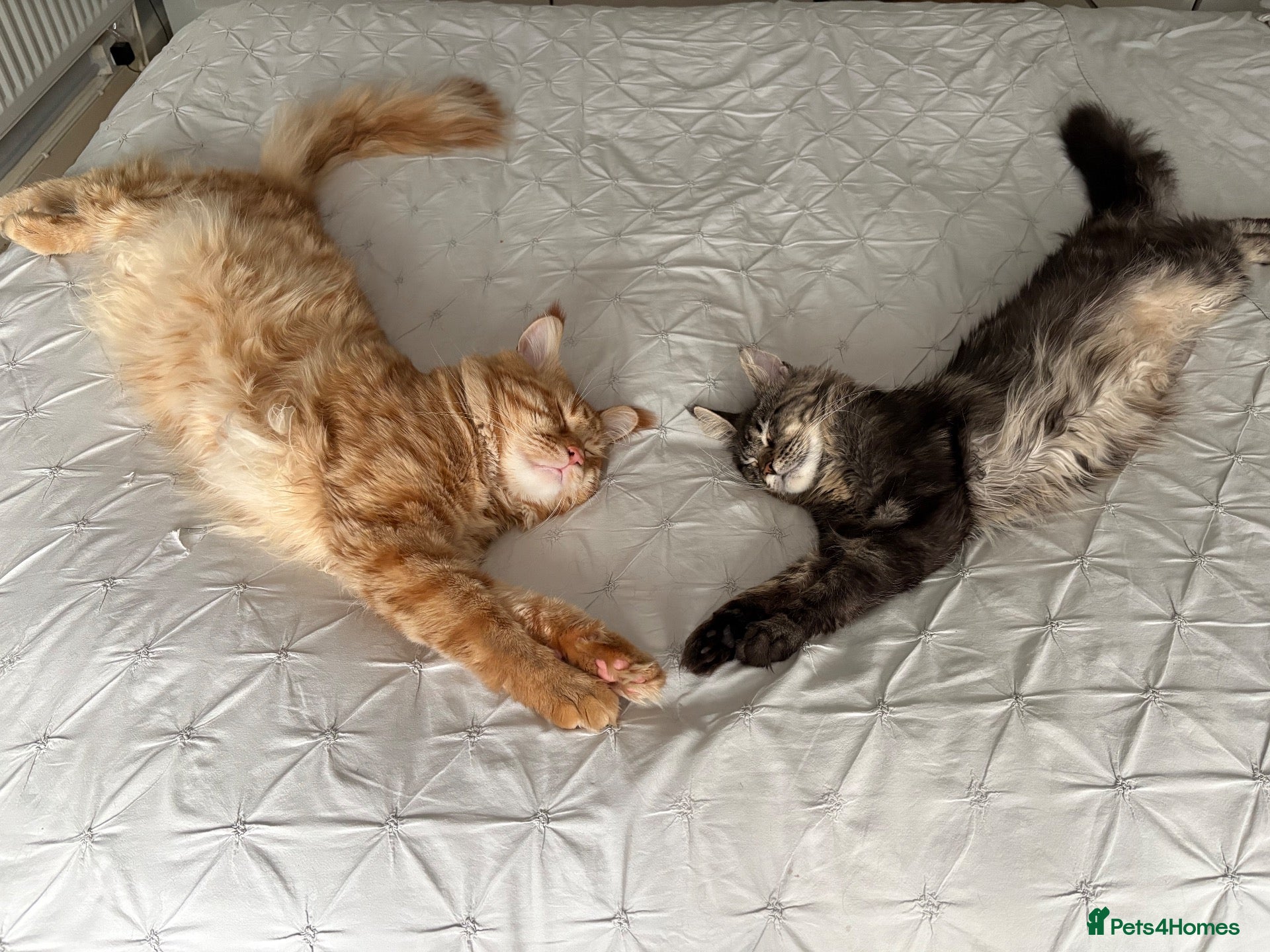 Maine Coon cats Show quality Maine coon kittens - Advert 1