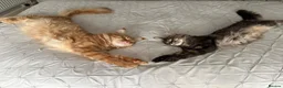 Maine Coon cats for sale: Show quality Maine coon kittens - Advert 1