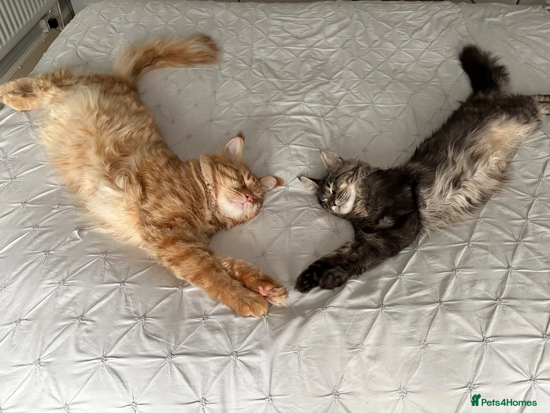 Maine Coon cats for sale: Show quality Maine coon kittens - Advert 1