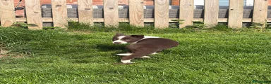 Border Collie Puppy 3