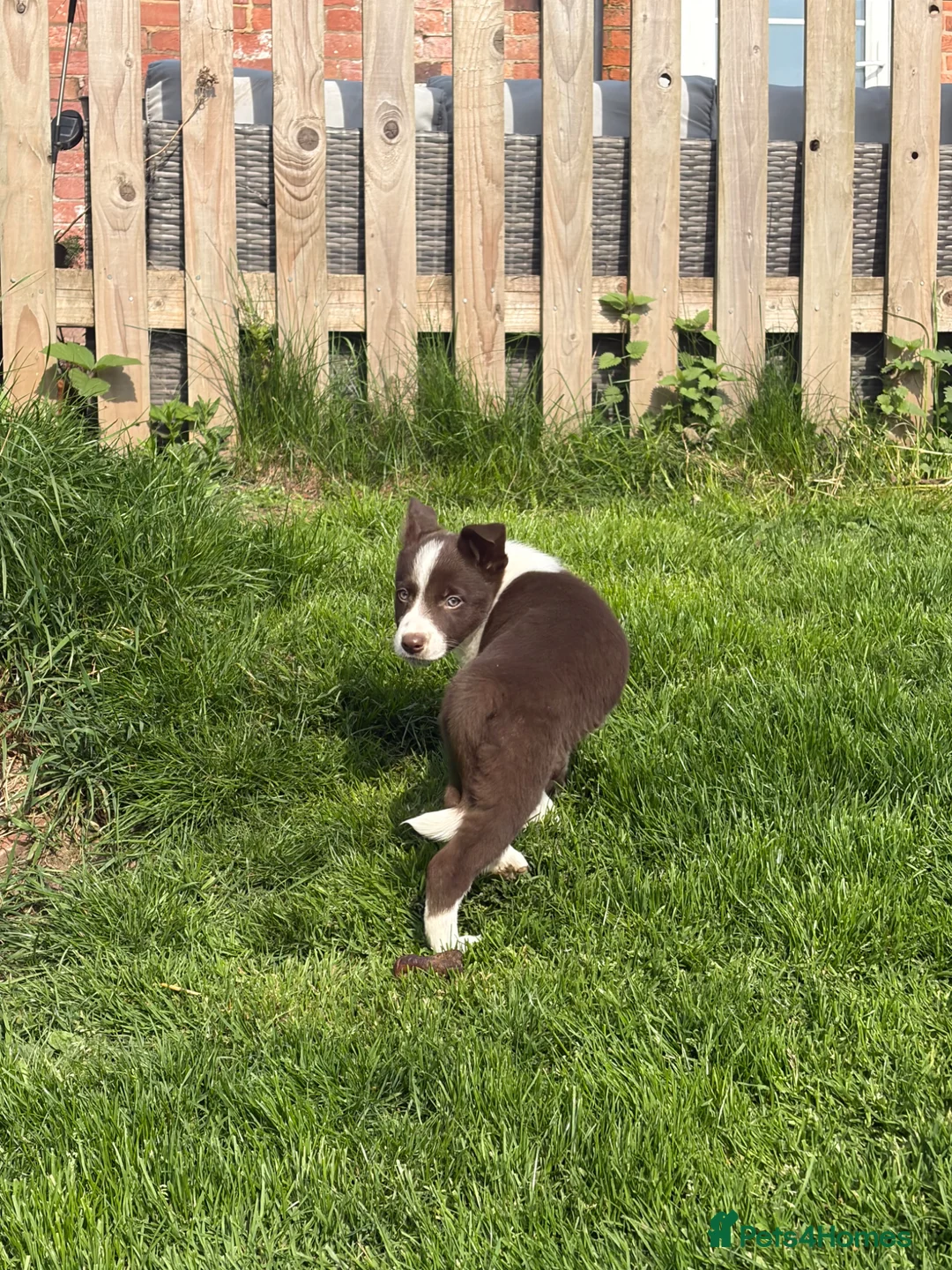 Border Collie dogs for sale: Border collie puppies.  - Advert 11
