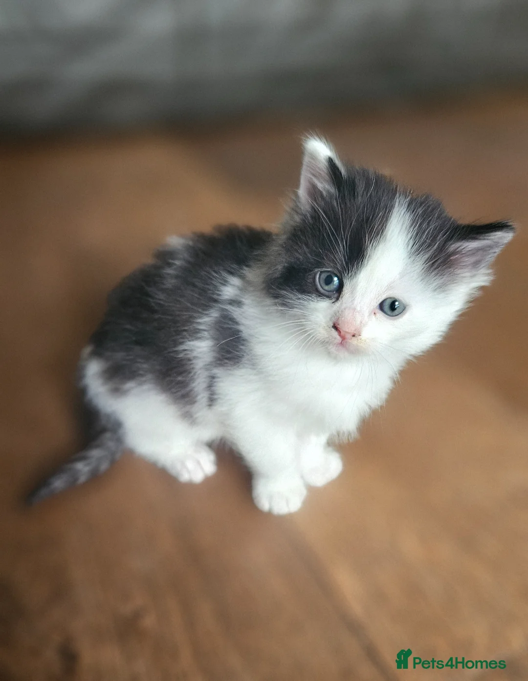 Mixed Breed cats for sale: 2 cute little Boy kittens - East London - Advert 2