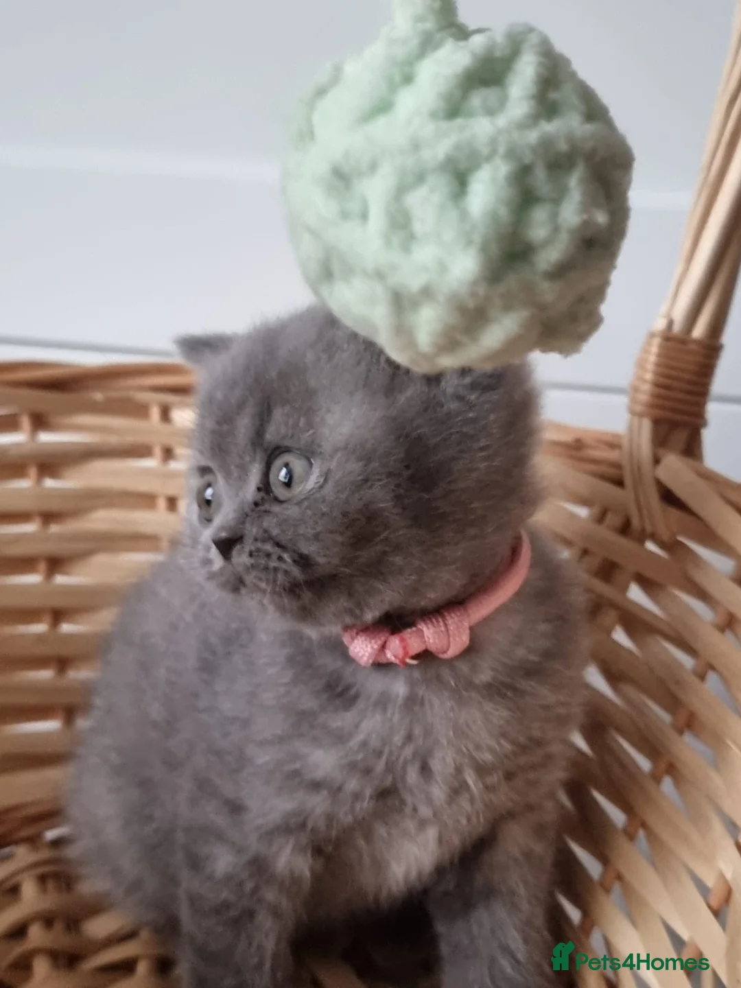 British Shorthair cats for sale: Lilac Blue Female British Shorthair GCCF Pedigree - Advert 8