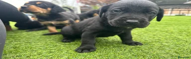 Mixed Breed 5