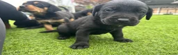 Mixed Breed dogs for sale:   👑 Labrotties 👑 rottweiler x Labrador 👑 - Advert 20