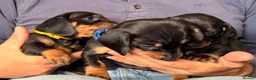 Dachshund dogs for sale: 3 Beautiful Females left - Advert 2