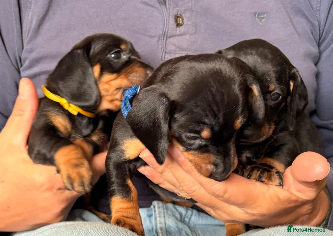 Dachshund dogs for sale: 3 Beautiful Females left - Advert 2