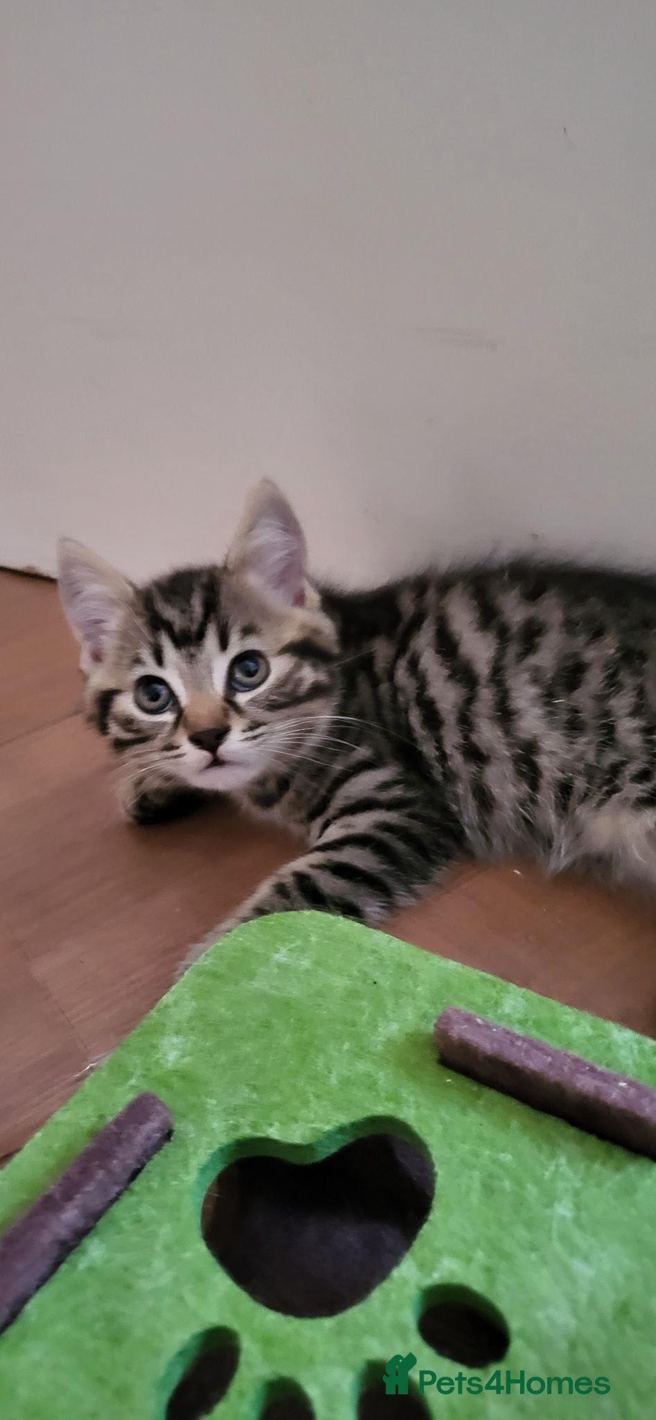 Mixed Breed cats Cute playful 5 kittens - Advert 1