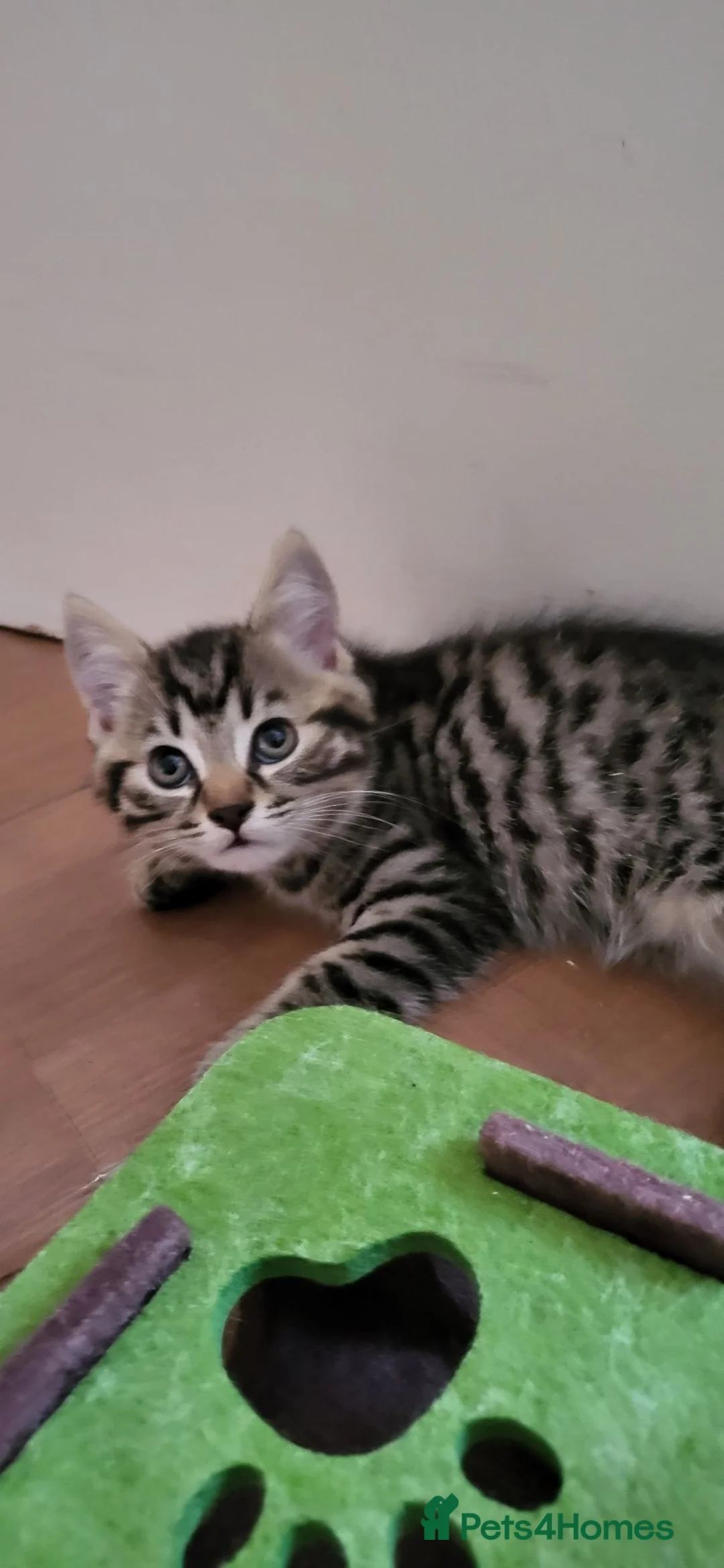 Mixed Breed cats for sale: Cute playful 5 kittens - Advert 1