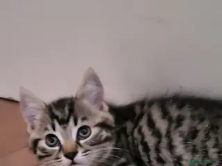 Mixed Breed cats Cute playful 5 kittens - Advert 1
