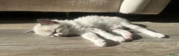 Ragdoll cats for sale: Beautiful Ragdoll Siamese Kittens in Aylesford - Advert 12