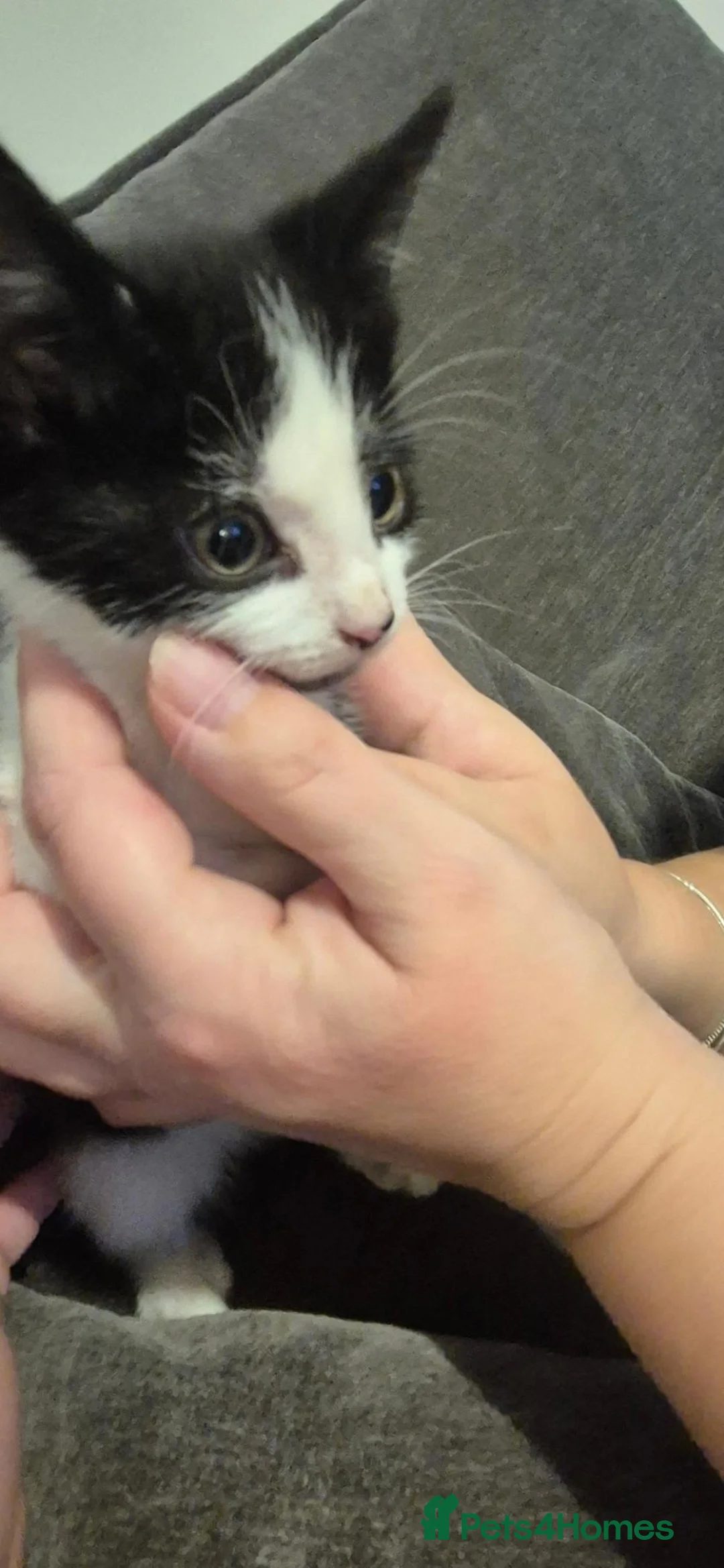 Mixed Breed cats for sale: 5 mixed colour kittens in Stevenage - Advert 2