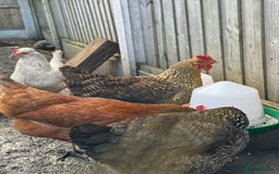 Chickens poultry for sale: Chickens for sale - Image 4