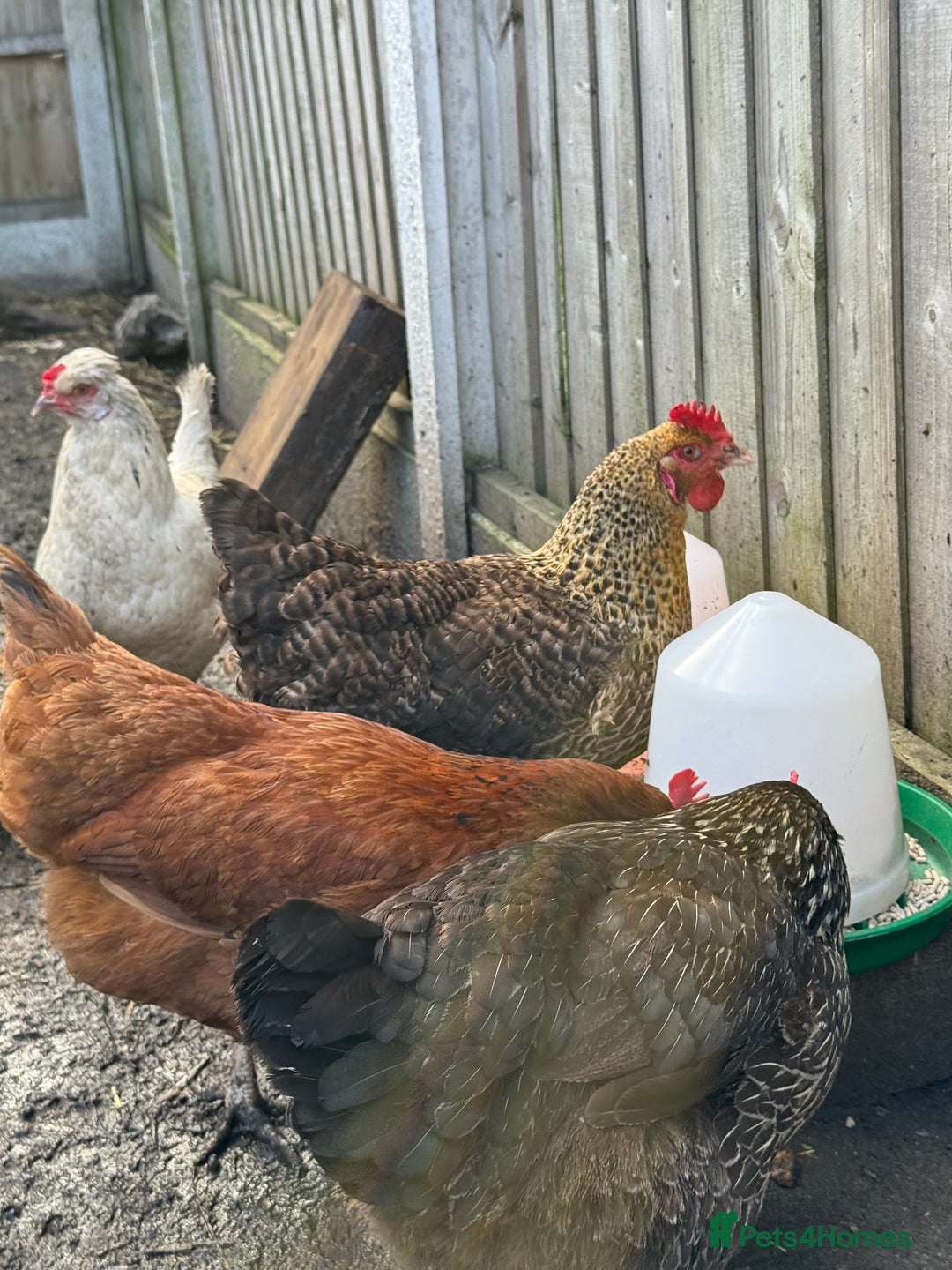 Chickens poultry for sale: Chickens for sale - Image 4