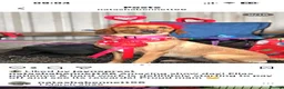 Labrador Retriever dogs for sale: 2 beautiful kc labrador boys  - Advert 26