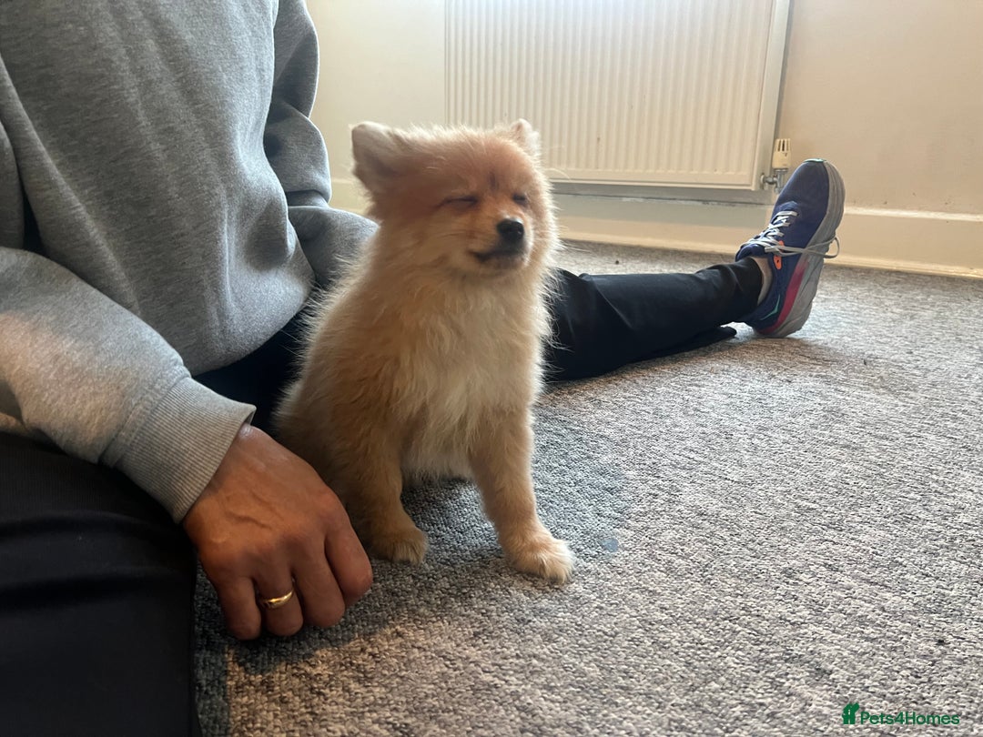 Mixed Breed dogs for sale: The cutest Pups: German & Japanese Pomeranian - Advert 10