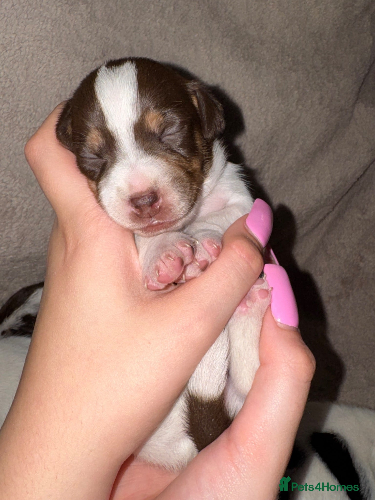 Jack Russell dogs Jack Russel pups - Advert 7